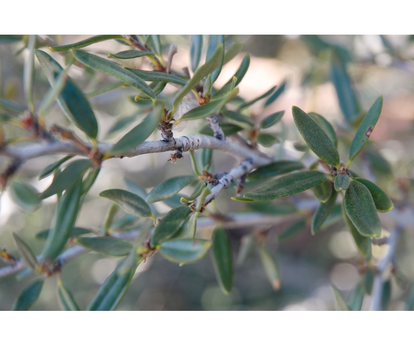 Curl-leaf Mountain Mahogany